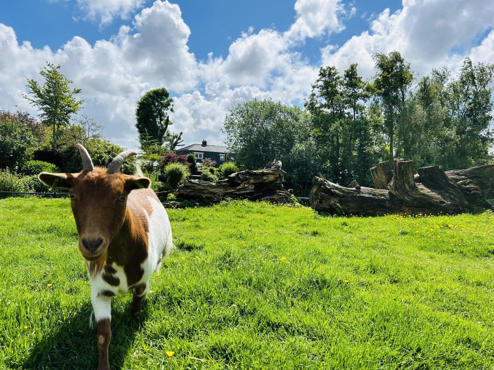 Bungalowpark De Horn - Floresta 215 Dirkshorn 外观 照片